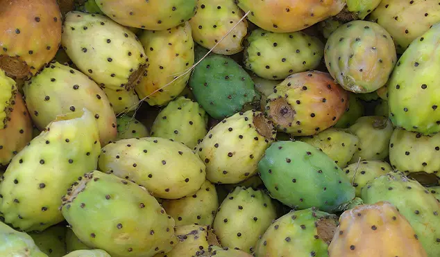 Prickly Pears